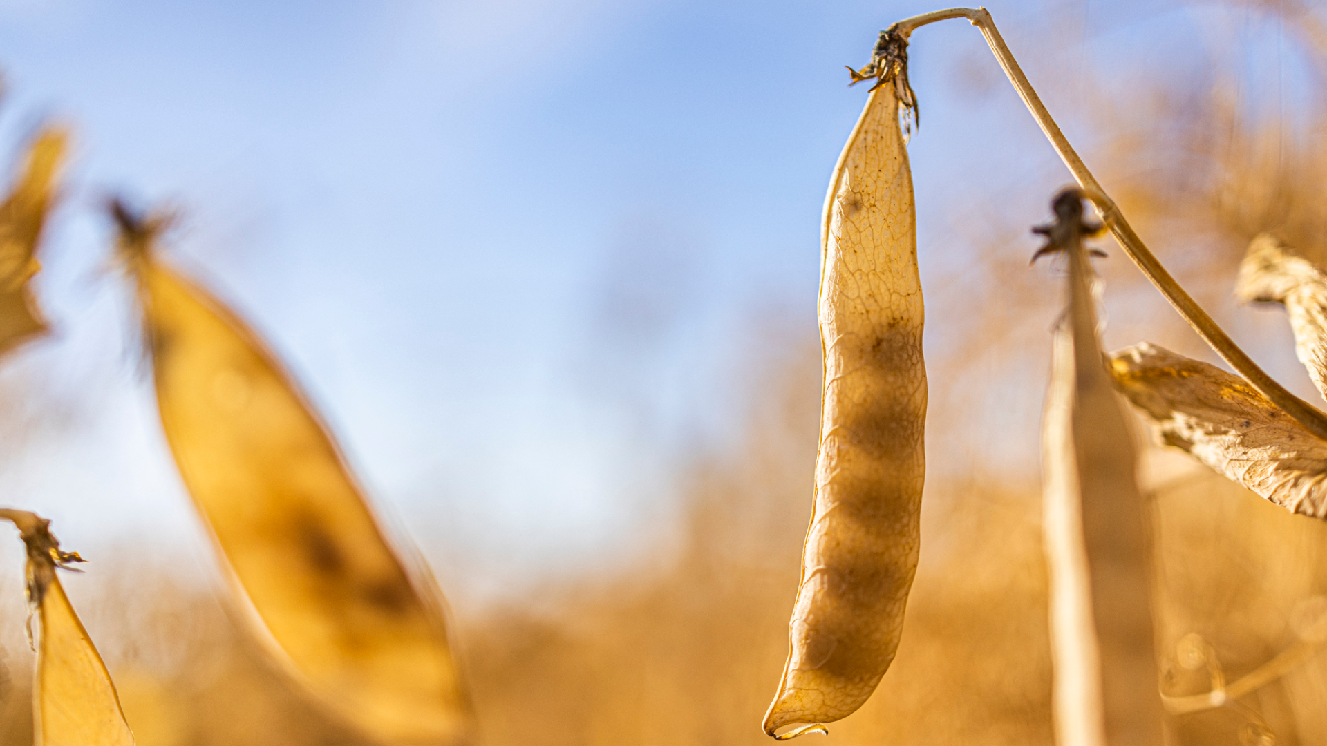 endori Erbsenernte Rheinland